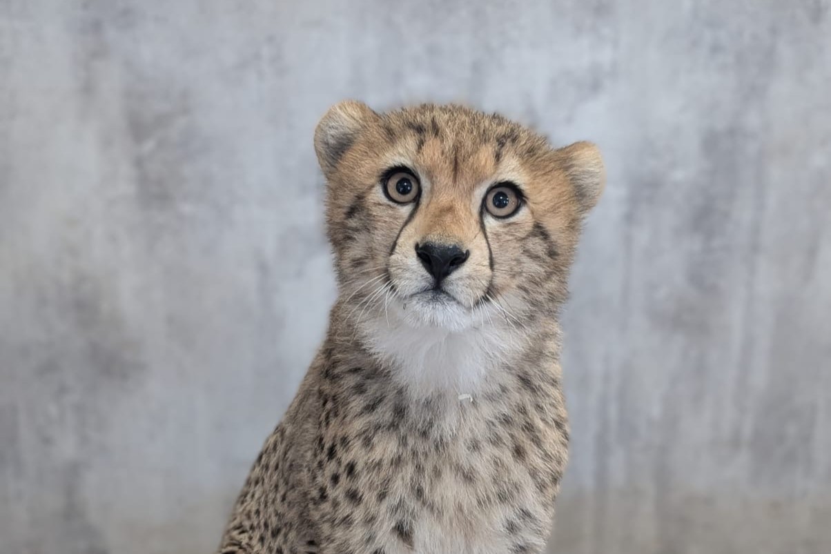 Multipanel takes a walk on the  wild side at Yorkshire Wildlife Park